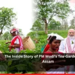 Tea-Garden