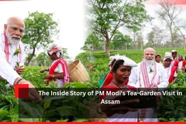 Tea-Garden