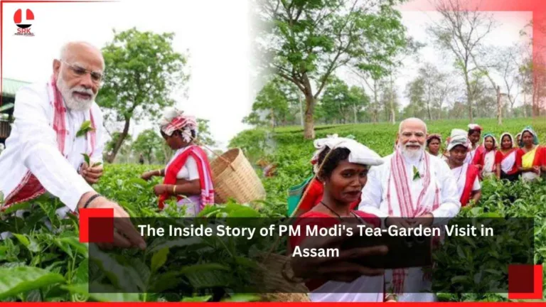Tea-Garden