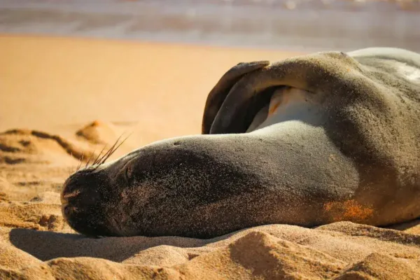 Federal Authorities Arrest Tourist Following Viral Harassment of Endangered Hawaiian Monk Seal