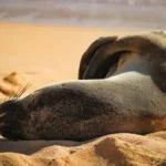 Federal Investigation Launched After Tourist Harasses Endangered Hawaiian Monk Seal on Maui