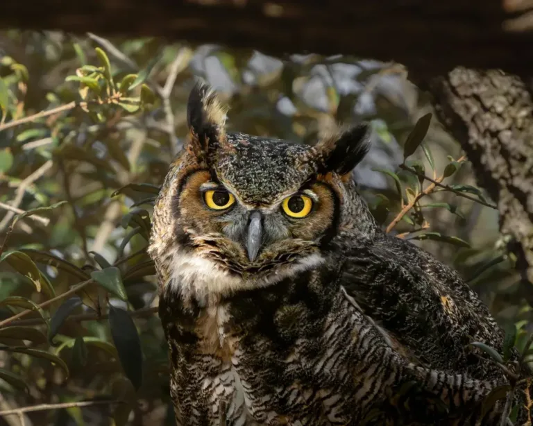 Great Horned Owl Rescued from Utah Concrete Mixer Returns to the Wild