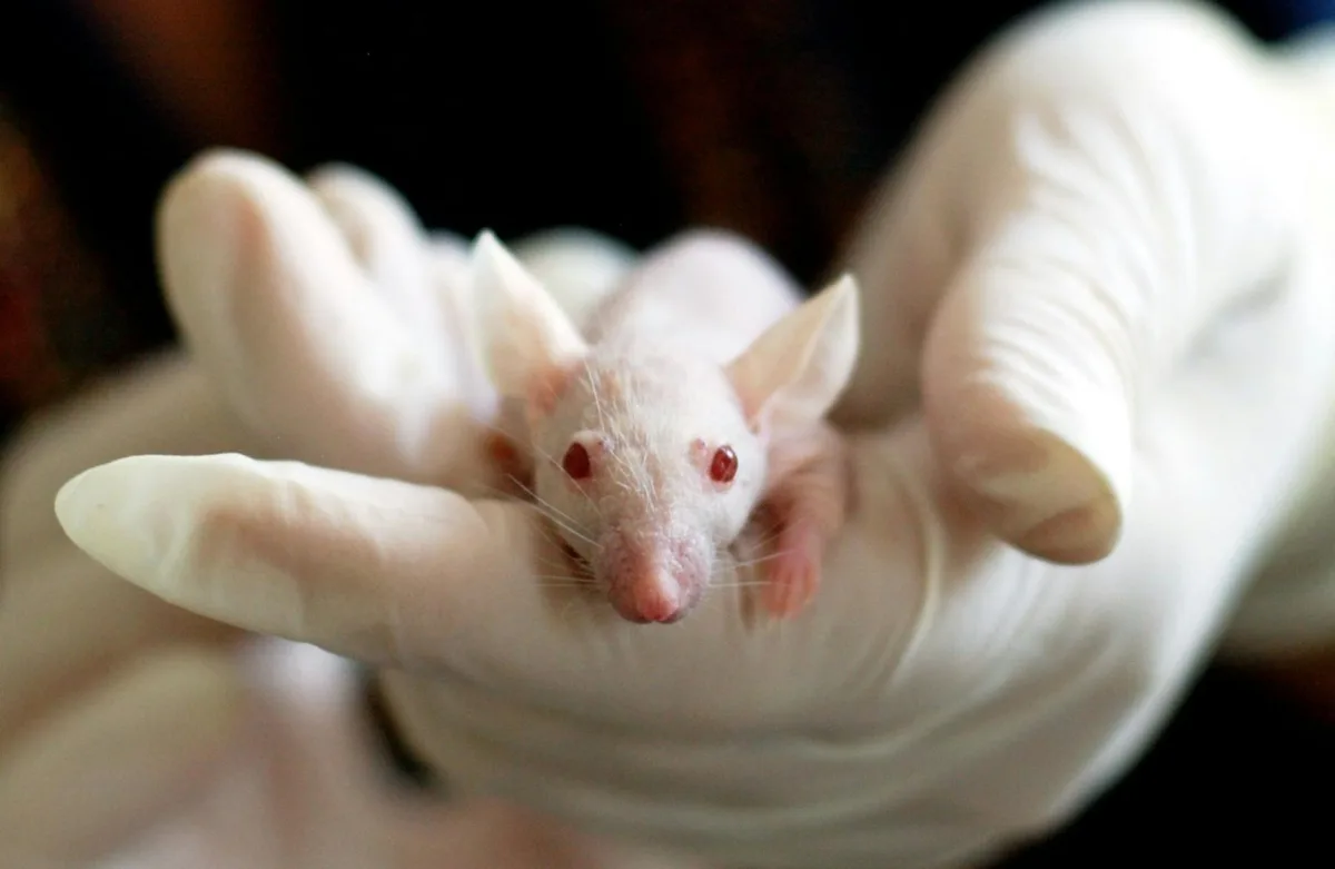 Hantavirus Concerns Rise as Dutch Hospital Quarantines Staff Amid Global Vigilance