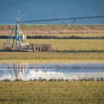 Hawaii's Agricultural Sector Faces Crisis After Record-Breaking Floods