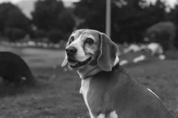 Music Icons Join Forces to Champion Beagle Rescue Efforts