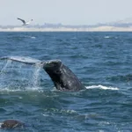 New Whale Detection Network Launches in San Francisco Bay to Prevent Ship Strikes