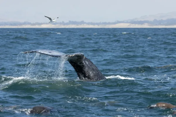 New Whale Detection Network Launches in San Francisco Bay to Prevent Ship Strikes
