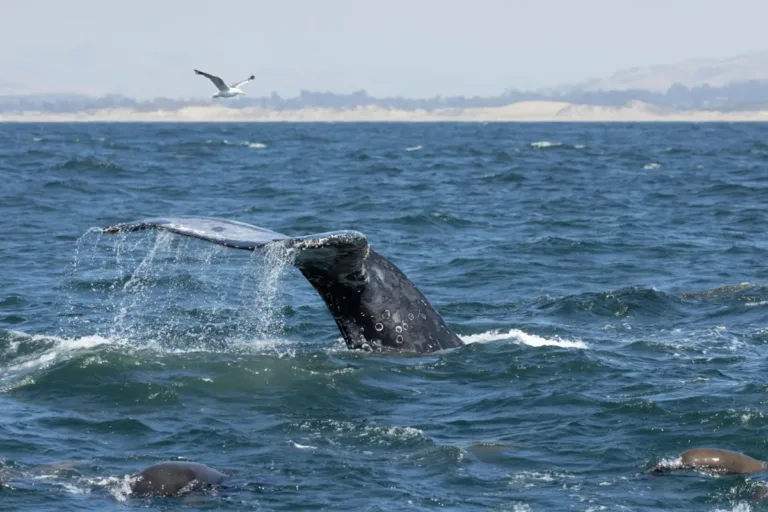 New Whale Detection Network Launches in San Francisco Bay to Prevent Ship Strikes