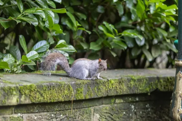 Squirrel Attacks at Udaipur College Spark Safety Concerns and Campus Investigation