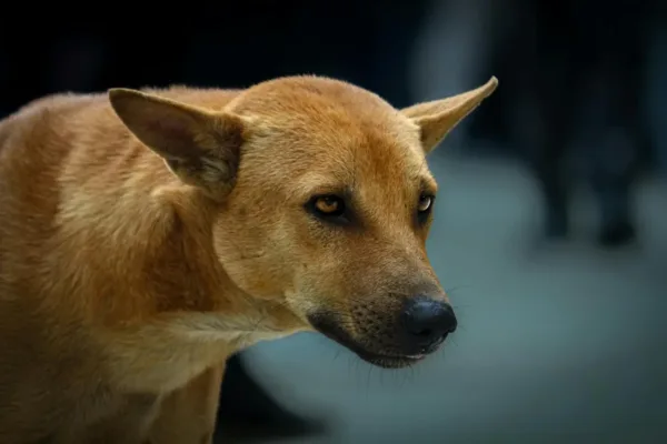 Supreme Court Ruling Reshapes Stray Dog Management and Liability in India
