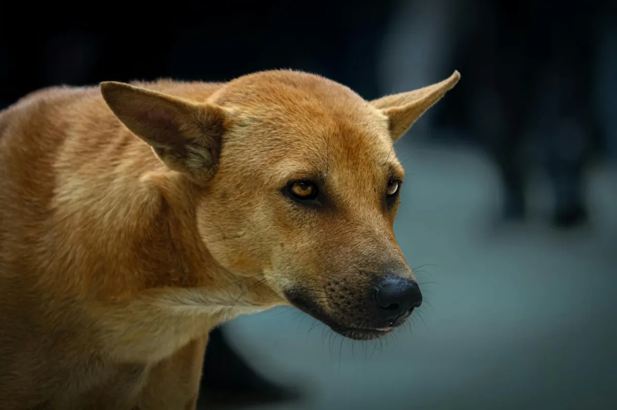 Supreme Court Ruling Reshapes Stray Dog Management and Liability in India