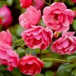 The Enduring Legacy of the Rose: From Ancient Fossils to Space Exploration
