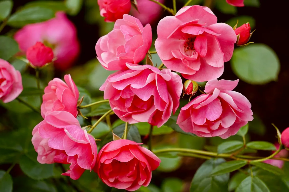 The Enduring Legacy of the Rose: From Ancient Fossils to Space Exploration