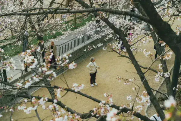 The Hanami Shift: Japanese Tourists Embrace South Korea’s Cherry Blossom Season
