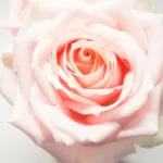 The Timeless Bloom: Uncovering the 35-Million-Year History of the Rose