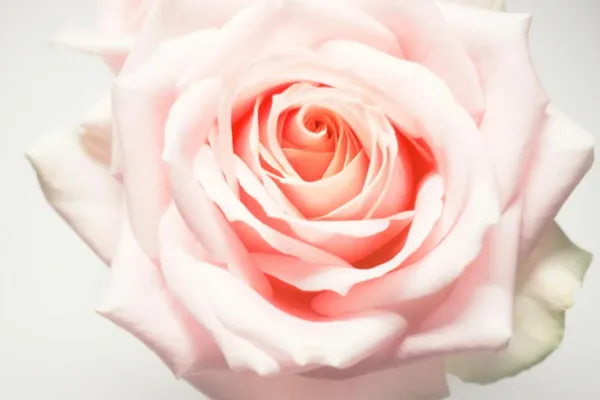 The Timeless Bloom: Uncovering the 35-Million-Year History of the Rose