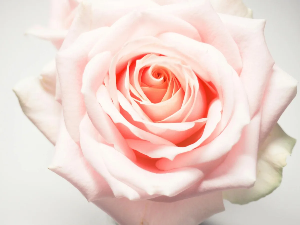 The Timeless Bloom: Uncovering the 35-Million-Year History of the Rose