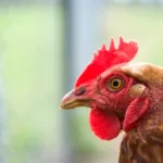Understanding H5N1 Avian Influenza