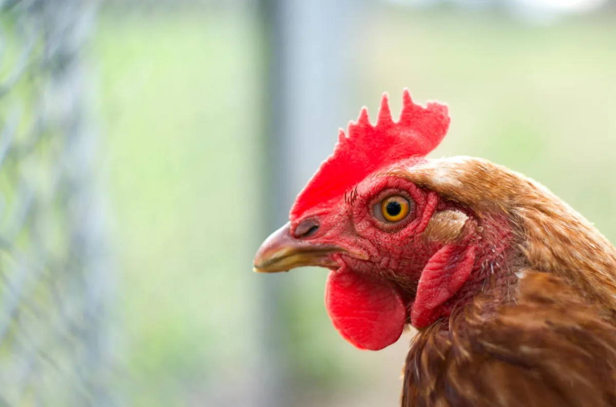 Understanding H5N1 Avian Influenza