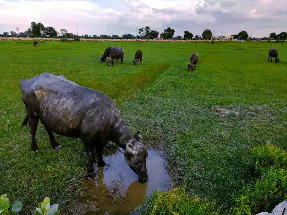 Viral Fame Saves 'Donald Trump' Buffalo from Eid Sacrifice
