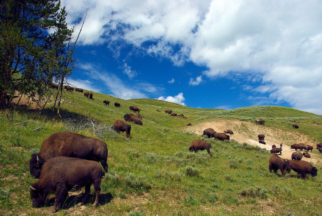 12-Year-Old Injured in Bison Encounter at Yellowstone National Park