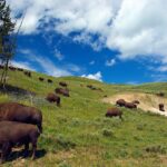 12-Year-Old Injured in Bison Encounter at Yellowstone National Park