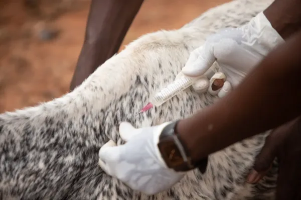AH&VS Launches 33rd Round of Foot and Mouth Disease Mass Vaccination Across South Andaman