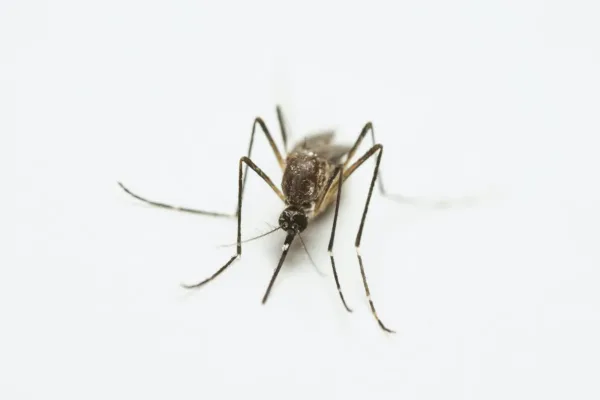 Alphabet's Verily Seeks Approval for Large-Scale Mosquito Release to Combat Disease