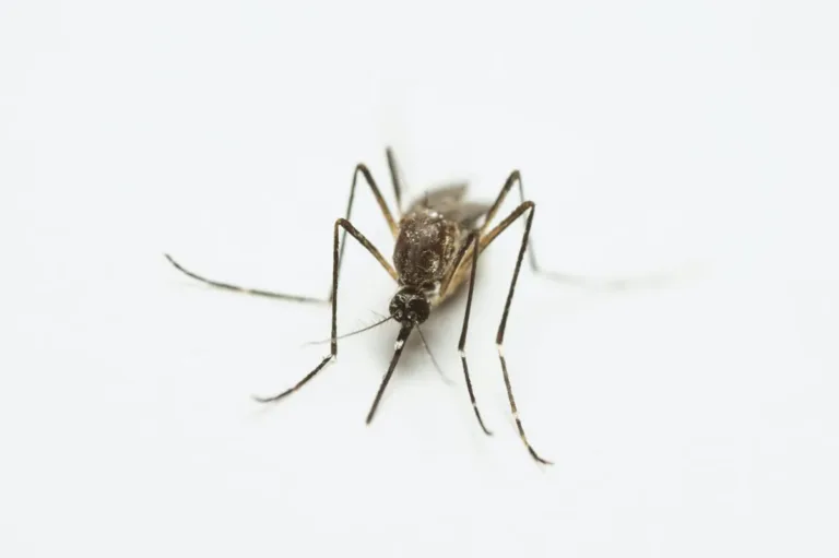 Alphabet's Verily Seeks Approval for Large-Scale Mosquito Release to Combat Disease