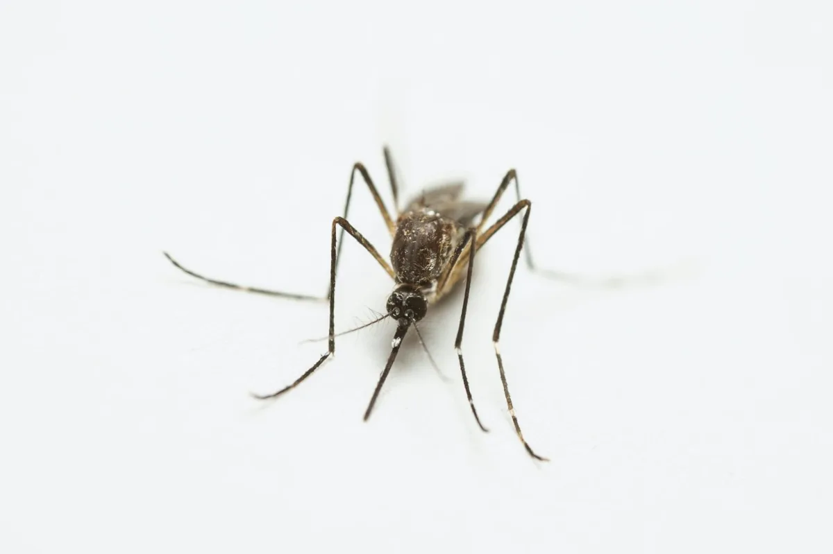 Alphabet's Verily Seeks Approval for Large-Scale Mosquito Release to Combat Disease