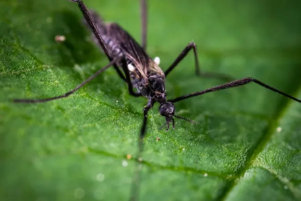 Google-Backed Biotech Initiative Sparks Controversy Over Massive Mosquito Release