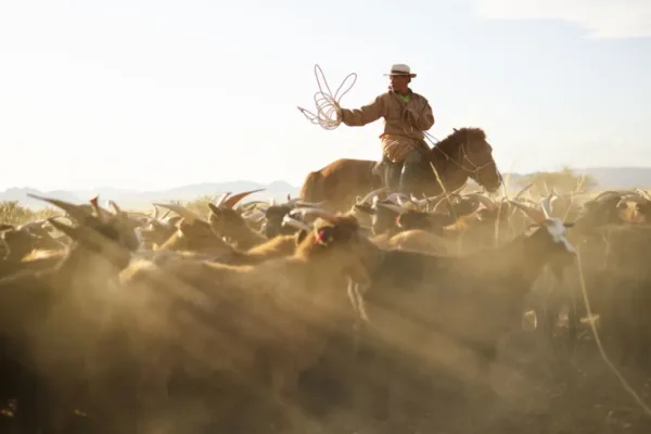 Mongolia Initiates Mass Livestock Cull to Contain Foot-and-Mouth Disease Outbreak
