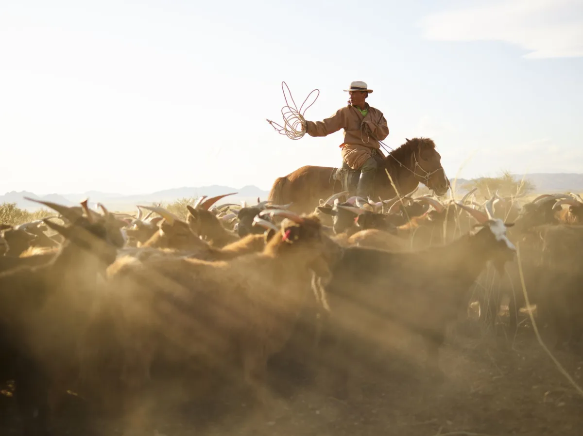 Mongolia Initiates Mass Livestock Cull to Contain Foot-and-Mouth Disease Outbreak