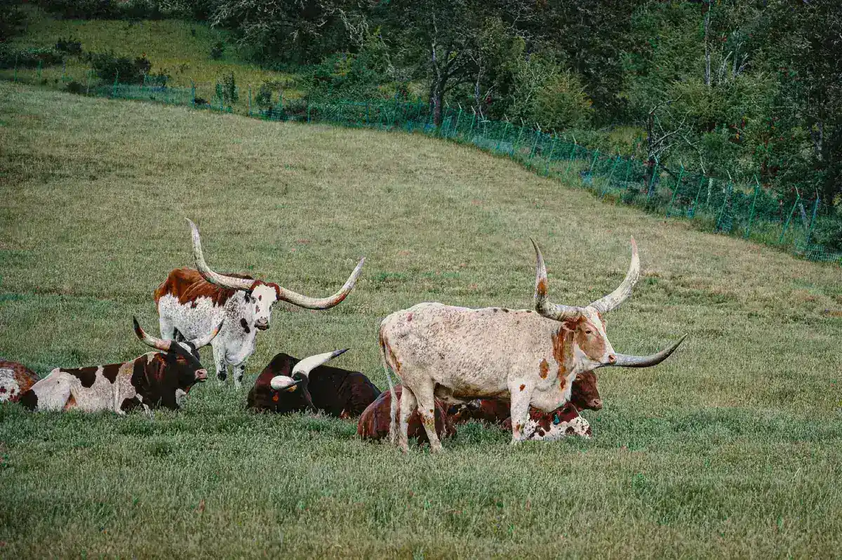 Political Tensions Mount as Screwworm Parasite Re-emerges in Texas Cattle