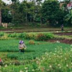 Punjab Shifts Stance: Implementation of Viksit Bharat-Gramin Scheme Begins