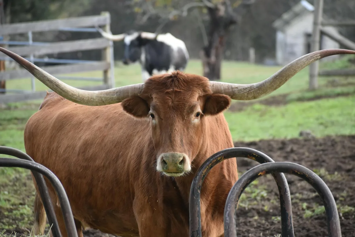 Texas Screwworm Outbreak Escalates as USDA Confirms New Cases