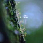 Amazonian Fungus Discovered to Consume Plastic in Oxygen-Free Environments