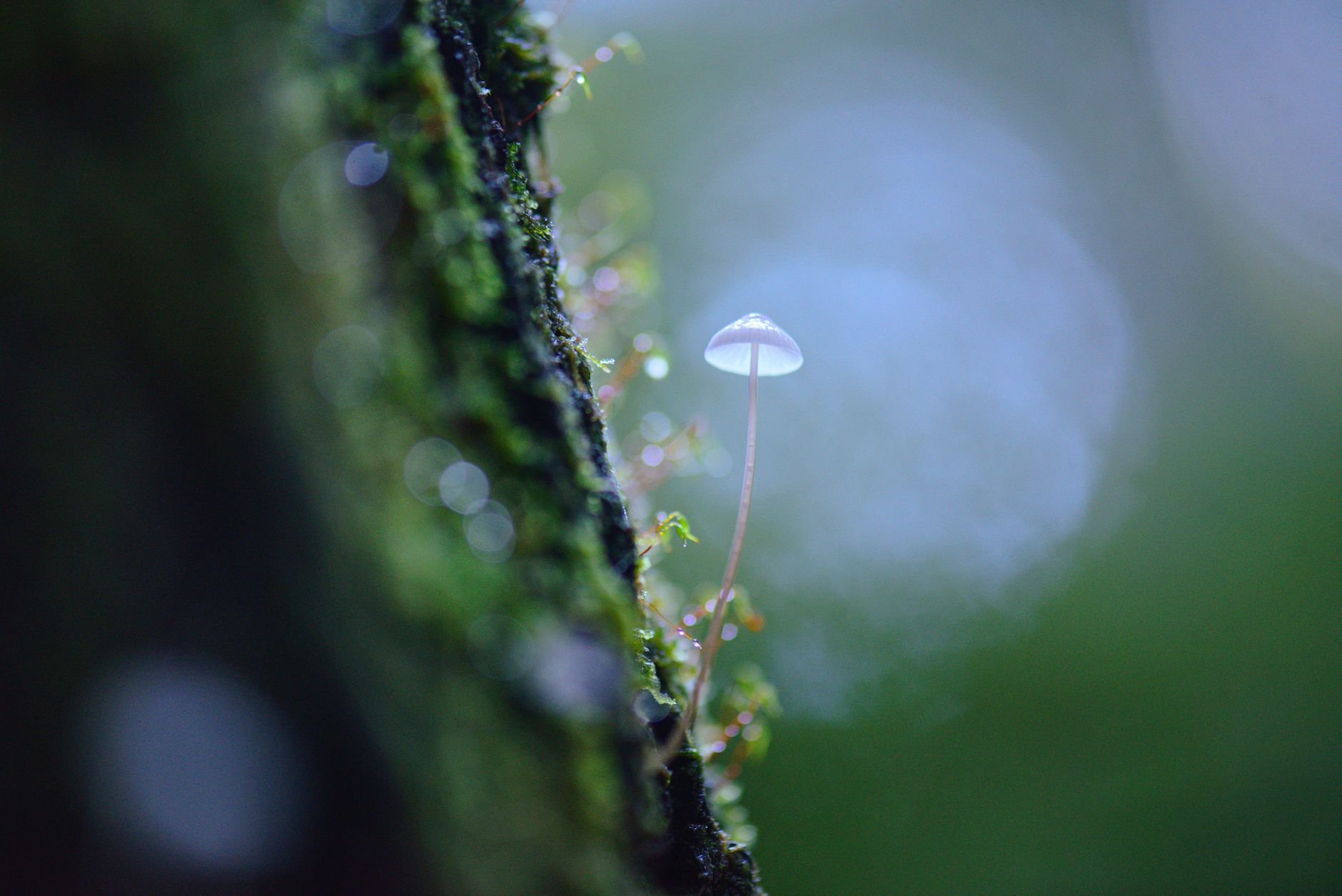 Amazonian Fungus Discovered to Consume Plastic in Oxygen-Free Environments