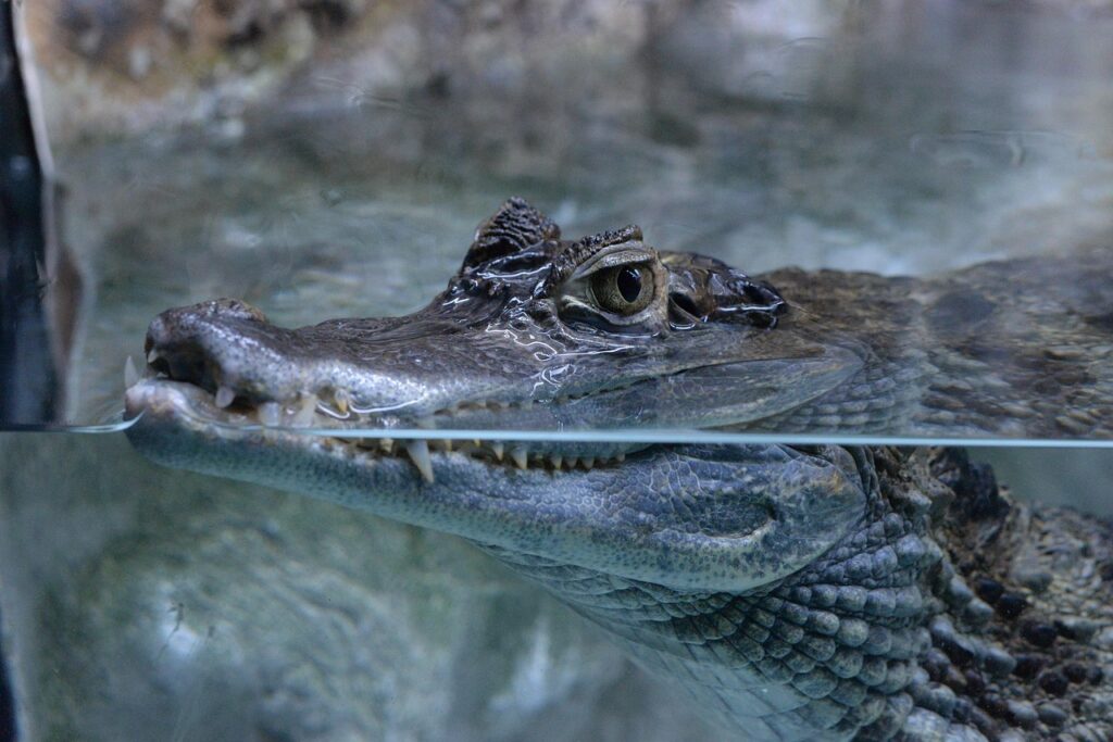 Ancient Rituals and Modern Symbolism: The Annual Caiman Wedding in San Pedro Huamelula