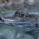 Ancient Rituals and Modern Symbolism: The Annual Caiman Wedding in San Pedro Huamelula