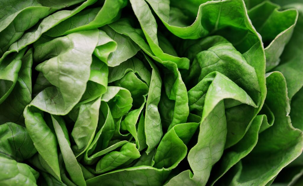 FDA Launches Investigation Into Mexican Farms and Processing Facilities Over Taco Bell Lettuce Contamination