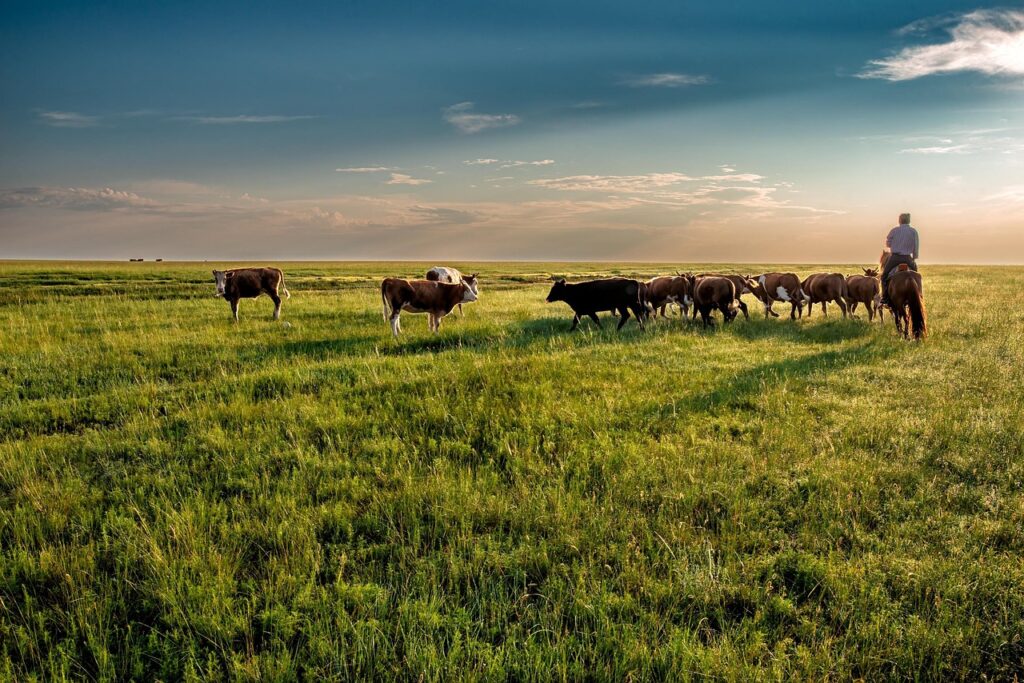 Mark Zuckerberg Ventures into Wagyu Production at Kauai Ranch