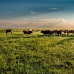Mark Zuckerberg Ventures into Wagyu Production at Kauai Ranch