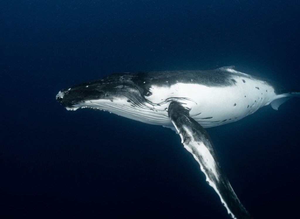 Silent Giants: How Blue Whales Use Acoustic Camouflage to Evade Killer Whales