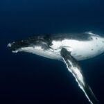 Silent Giants: How Blue Whales Use Acoustic Camouflage to Evade Killer Whales