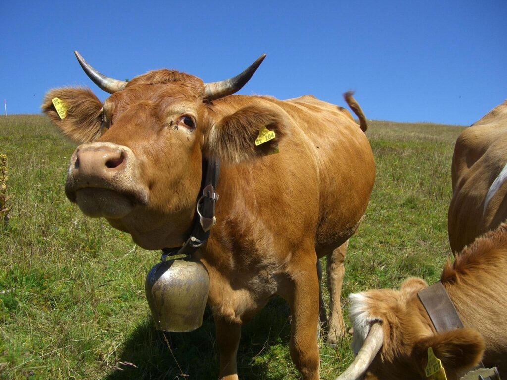Sound of the Alps: How Swiss Cowbells Balance Tradition, Utility, and Modern Welfare