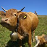 Sound of the Alps: How Swiss Cowbells Balance Tradition, Utility, and Modern Welfare