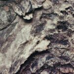 The Biological Mechanism Behind Eucalyptus Bark Shedding