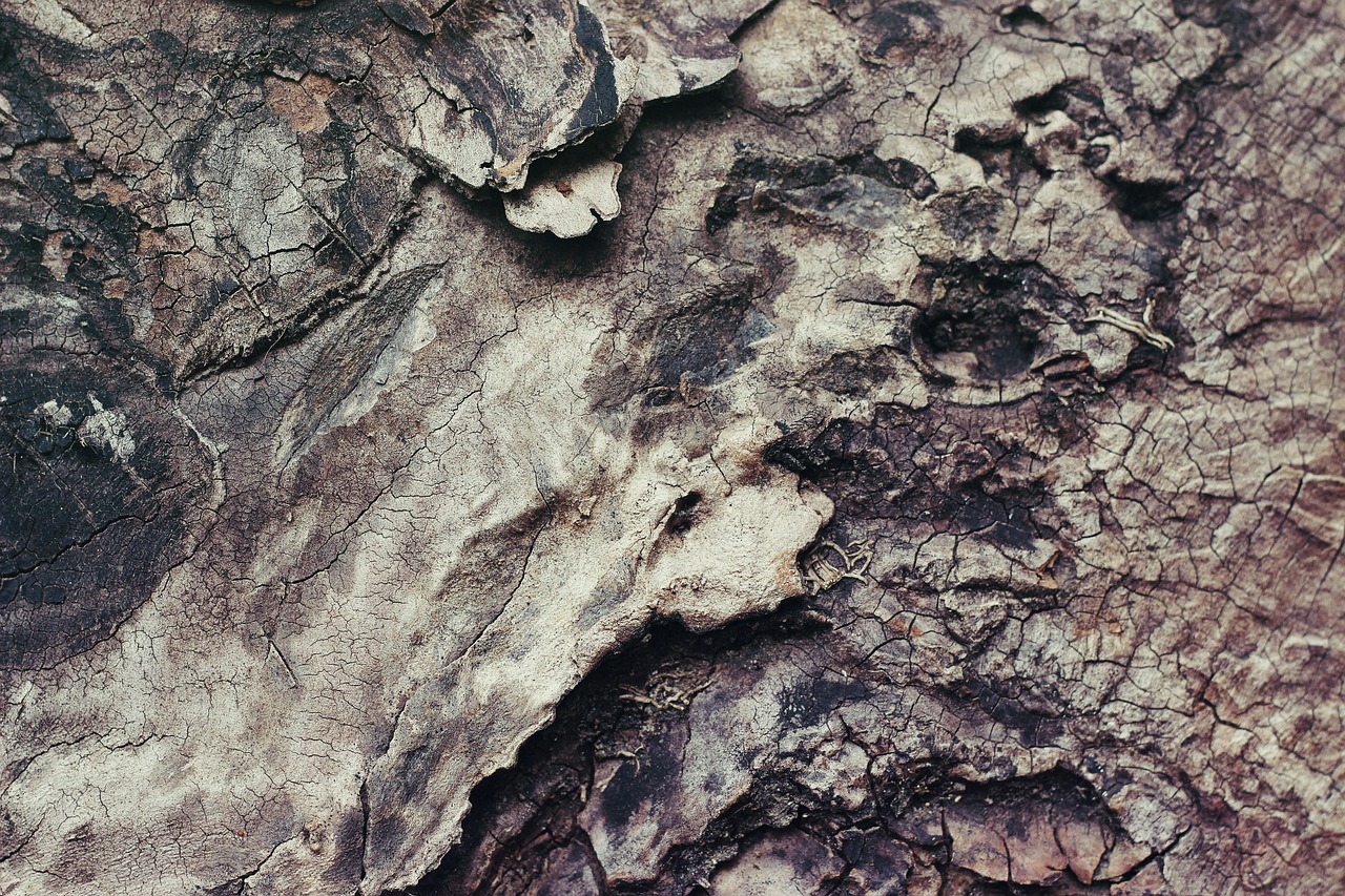 The Biological Mechanism Behind Eucalyptus Bark Shedding