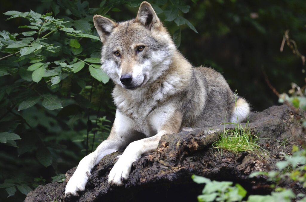 The Echo of the Last Wolf: How a 1920s Extinction Shifted Global Conservation Ethics